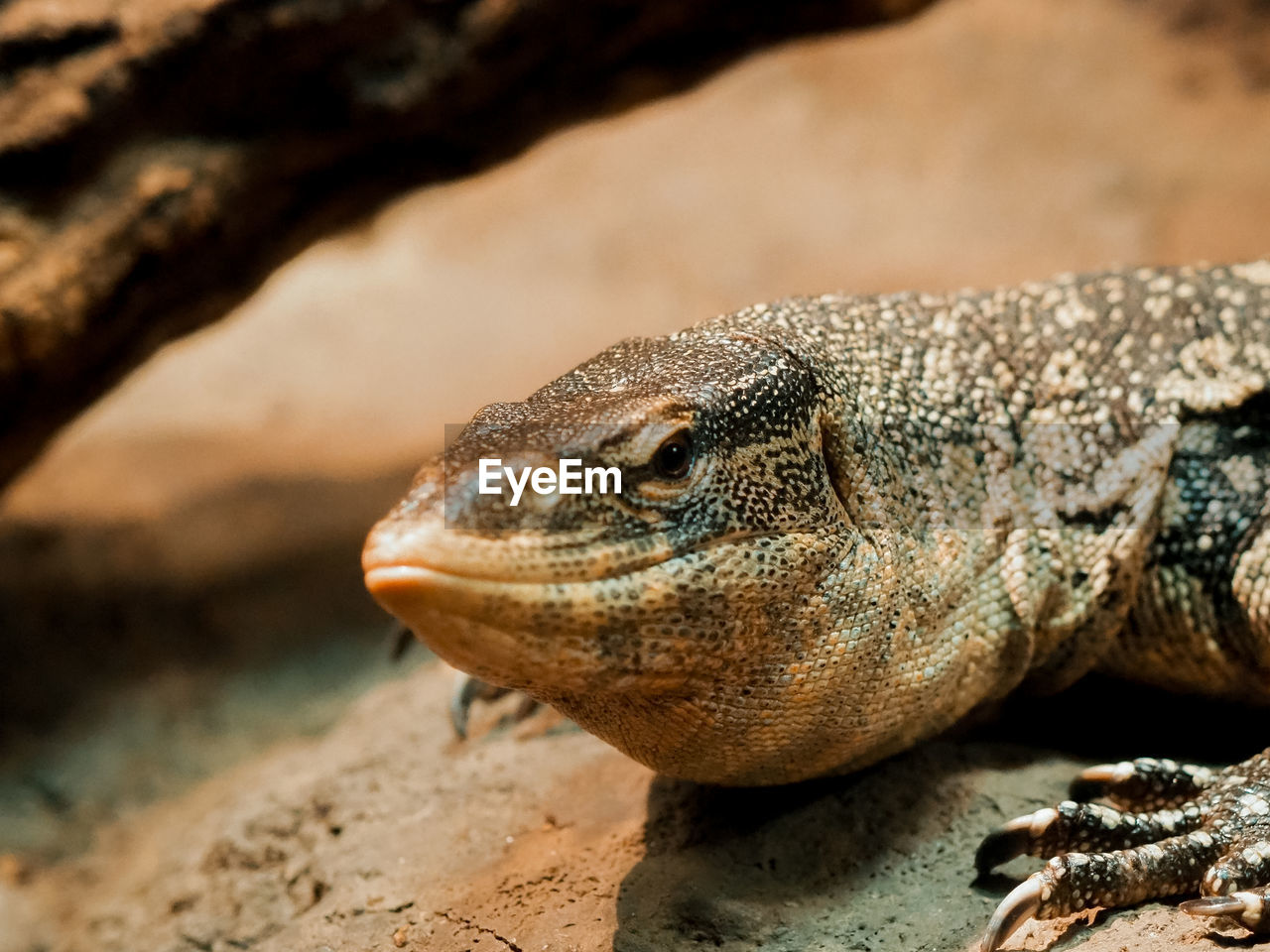 CLOSE-UP OF A TURTLE ON LAND