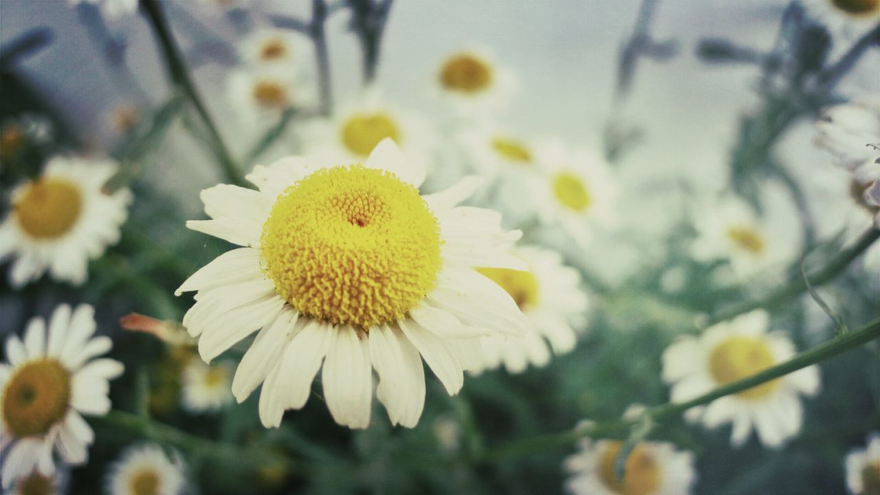 Close-up of daisies blooming outdoors