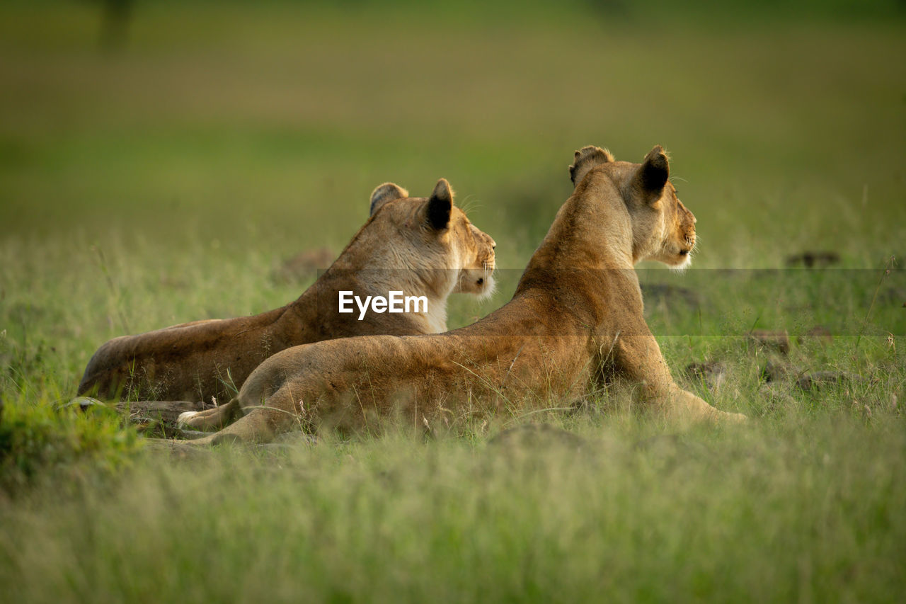 Two lionesses lie facing away from camera