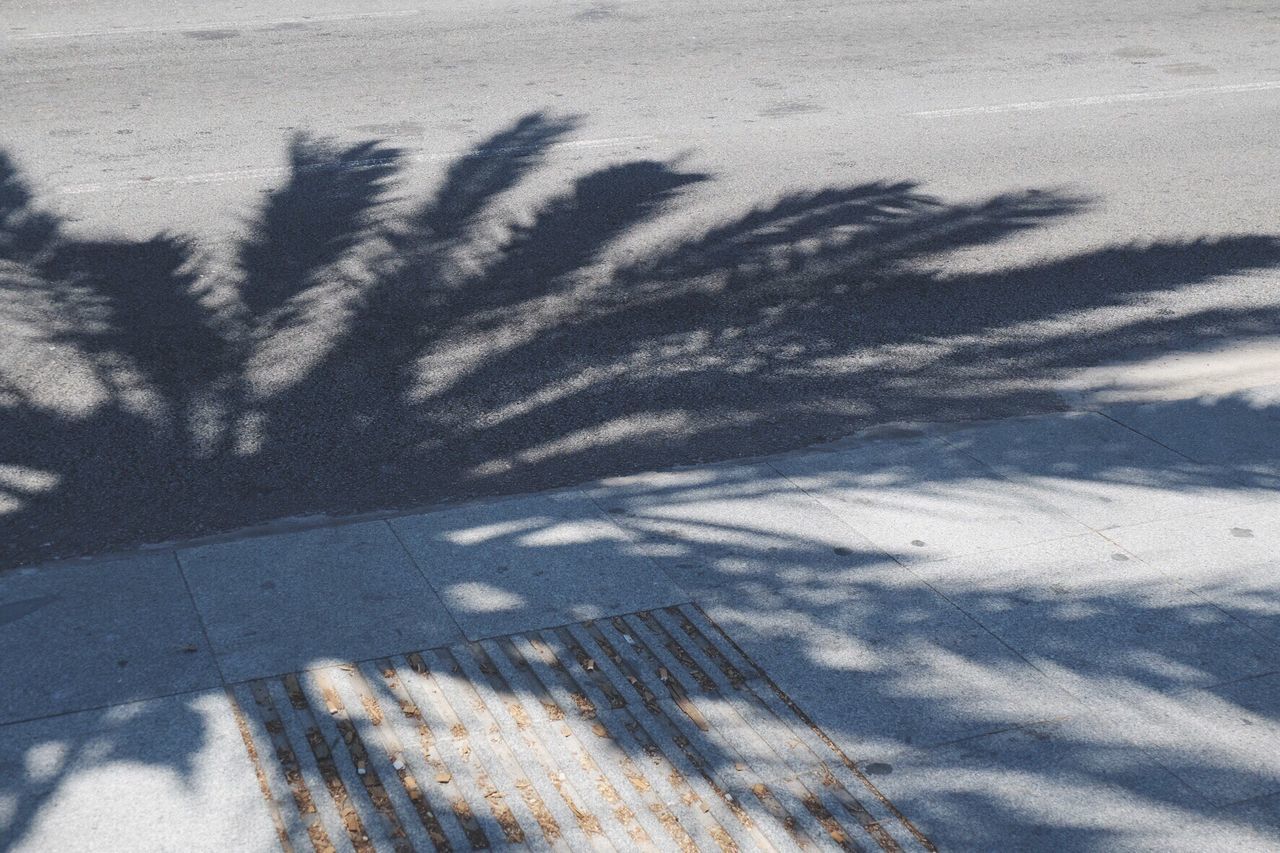 Shadow of palm tree on street