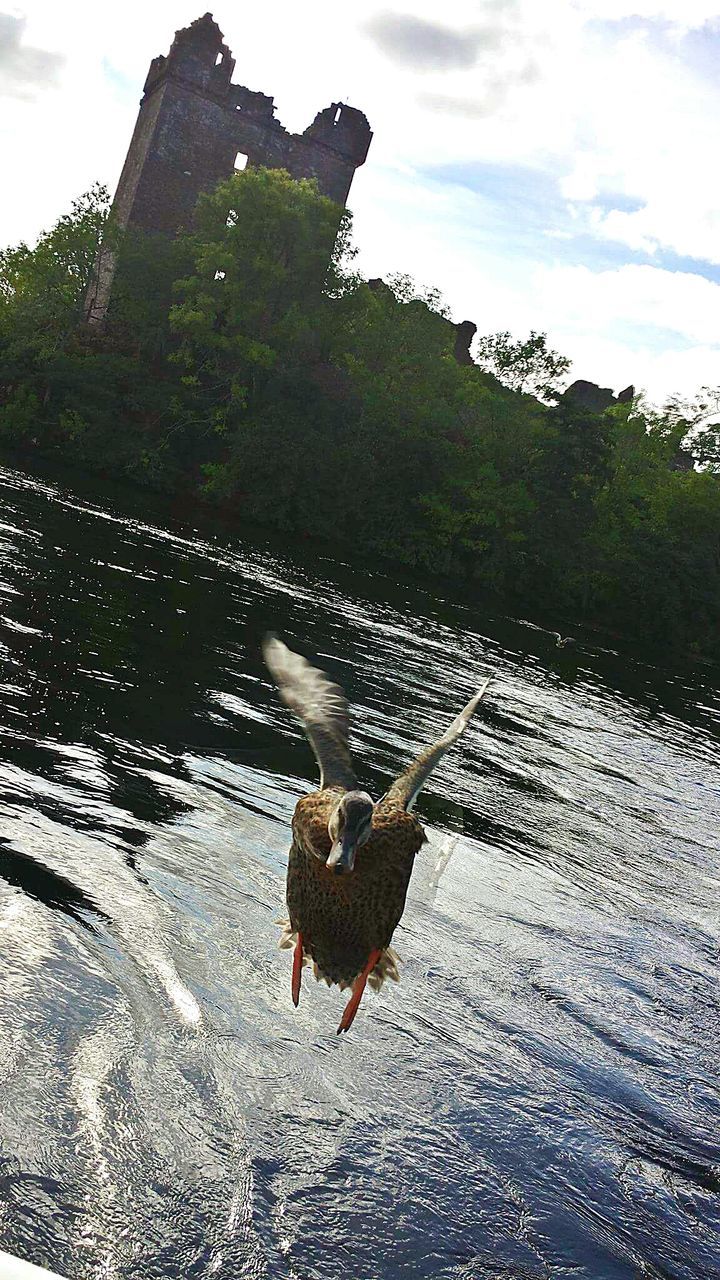 Close-up of duck jumping in river
