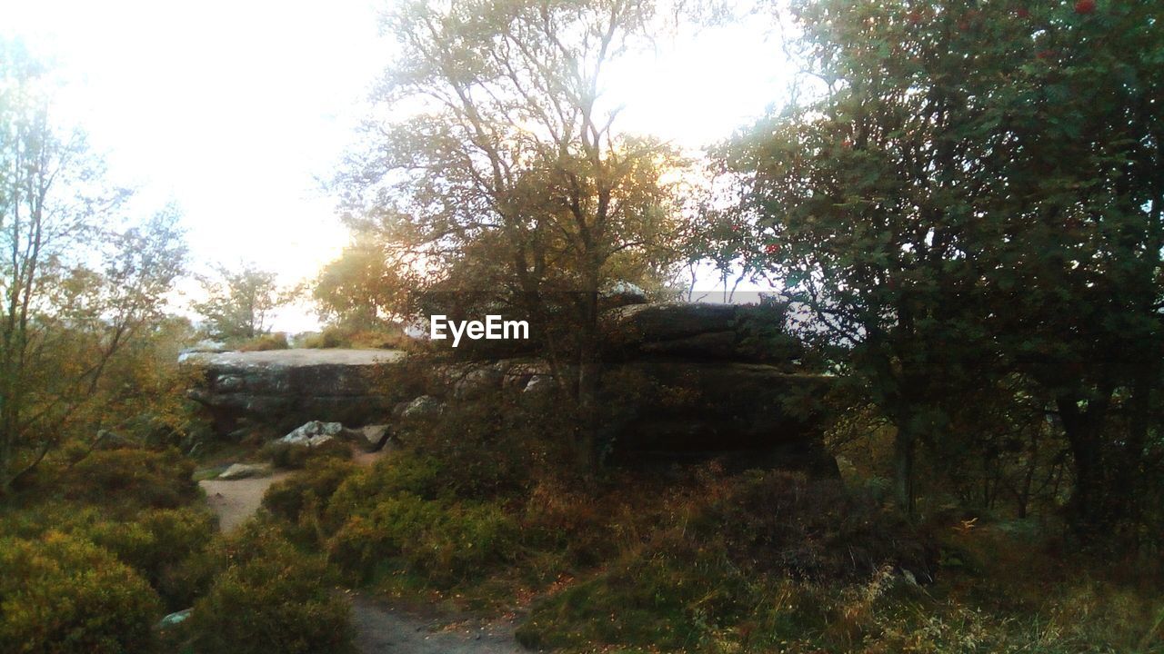 TREES GROWING IN FOREST