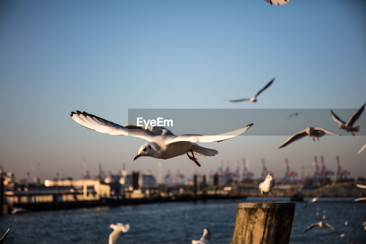 SEAGULLS FLYING ABOVE SEA