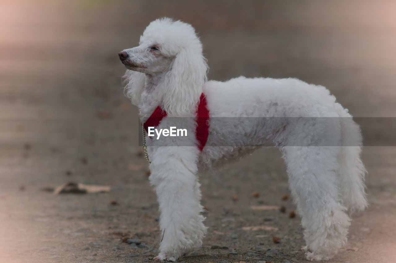 one animal, animal themes, animal, dog, canine, domestic animals, pet, mammal, poodle, white, no people, nature, cute, looking away, lap dog, land