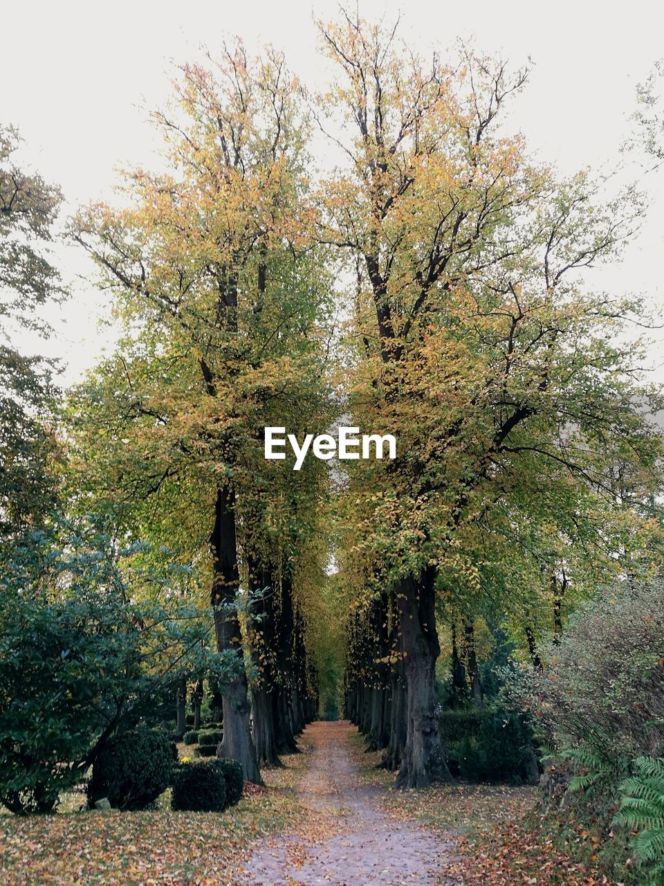 STREET AMIDST TREES AGAINST SKY