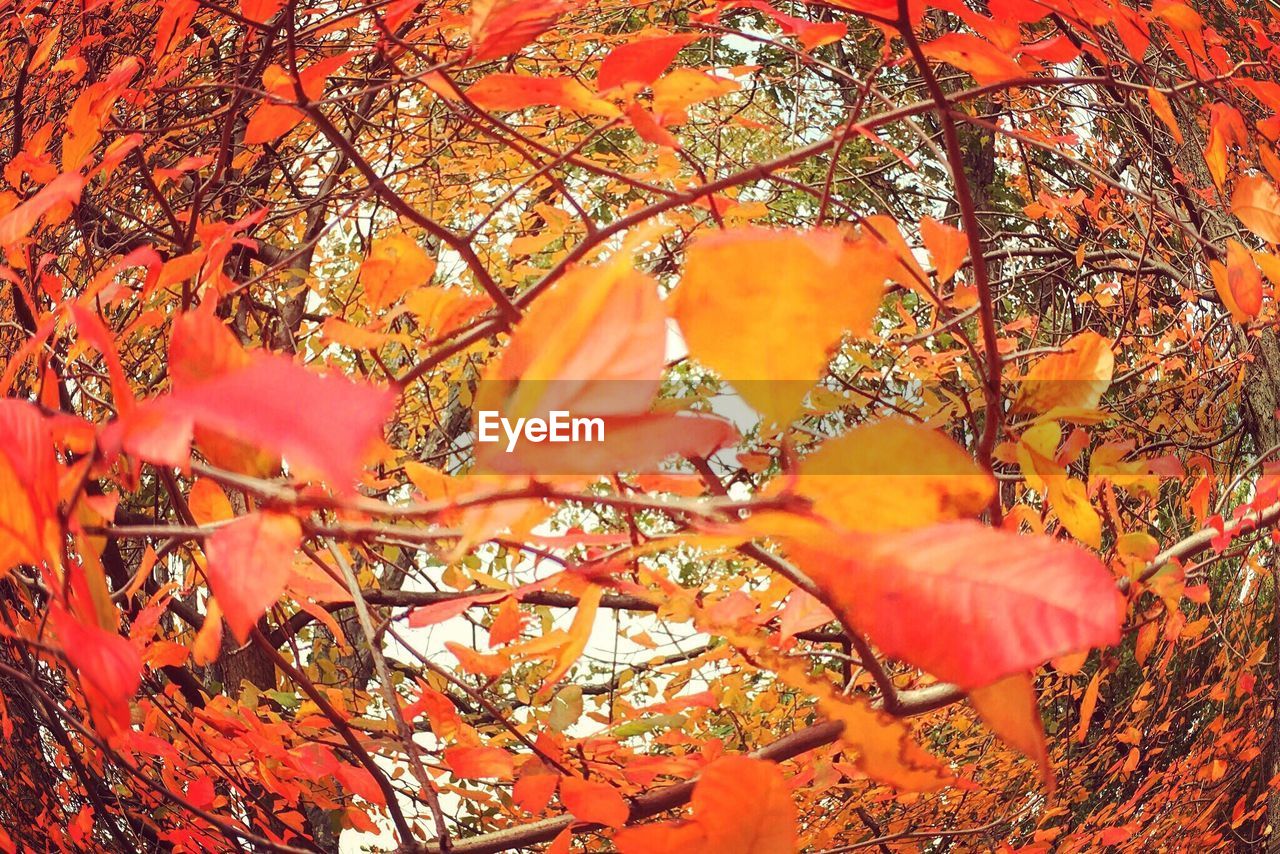 Close-up of maple tree during autumn