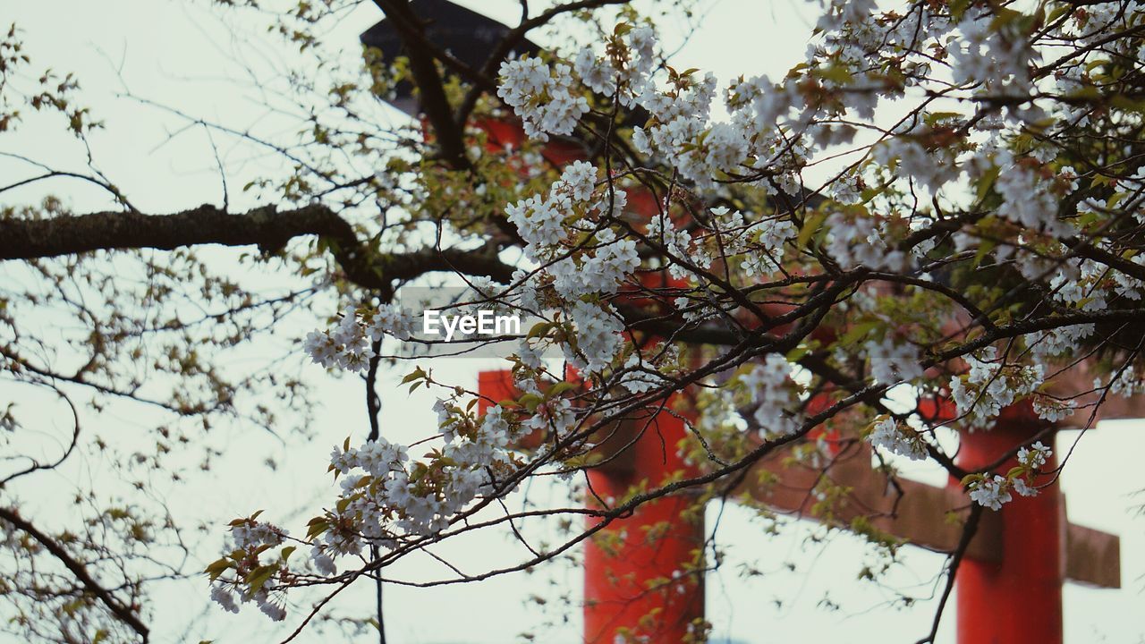 Low angle view of white flowering tree against torii gate