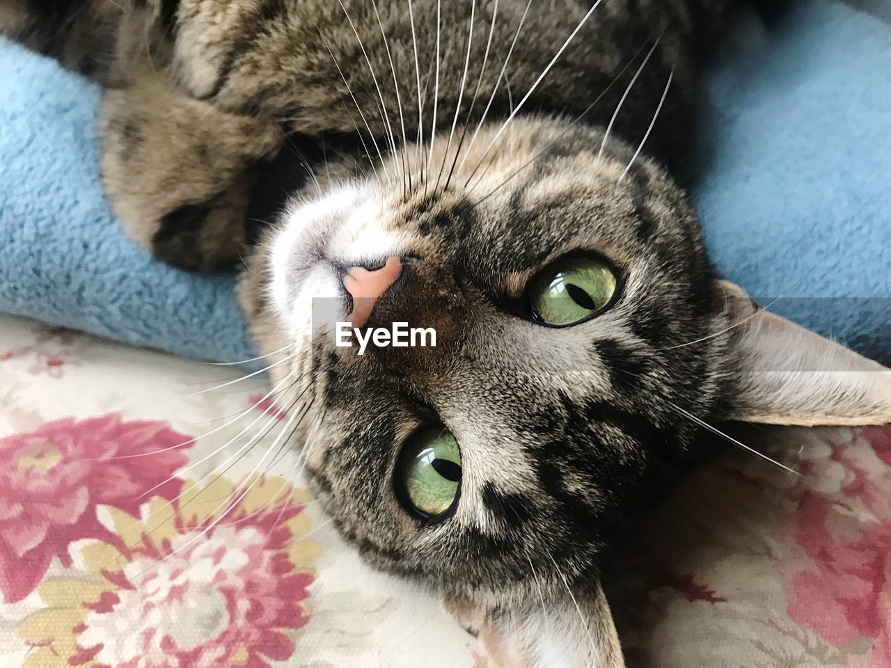 CLOSE-UP PORTRAIT OF CAT RELAXING ON SOFA AT HOME