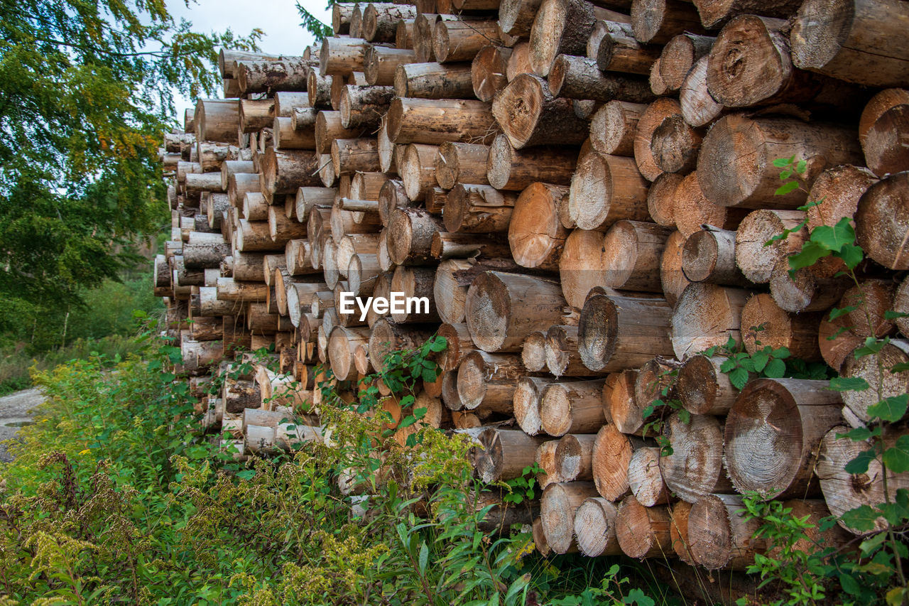 Stack of logs in forest