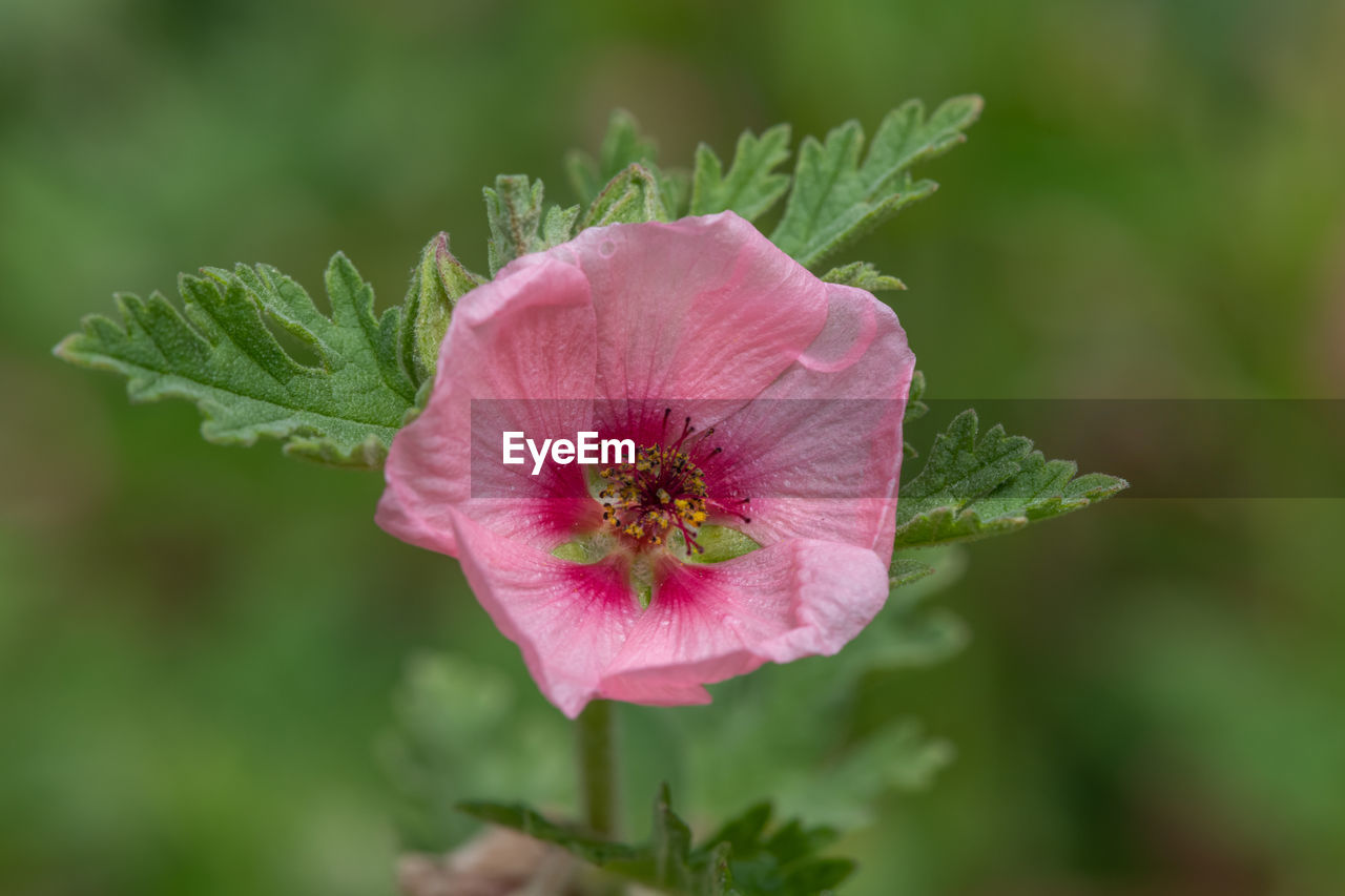 Close up of a munros globemallow flower in bloom