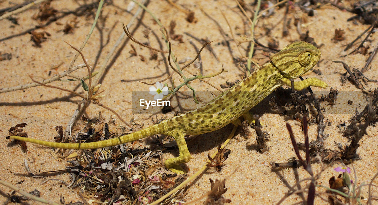 HIGH ANGLE VIEW OF A LIZARD