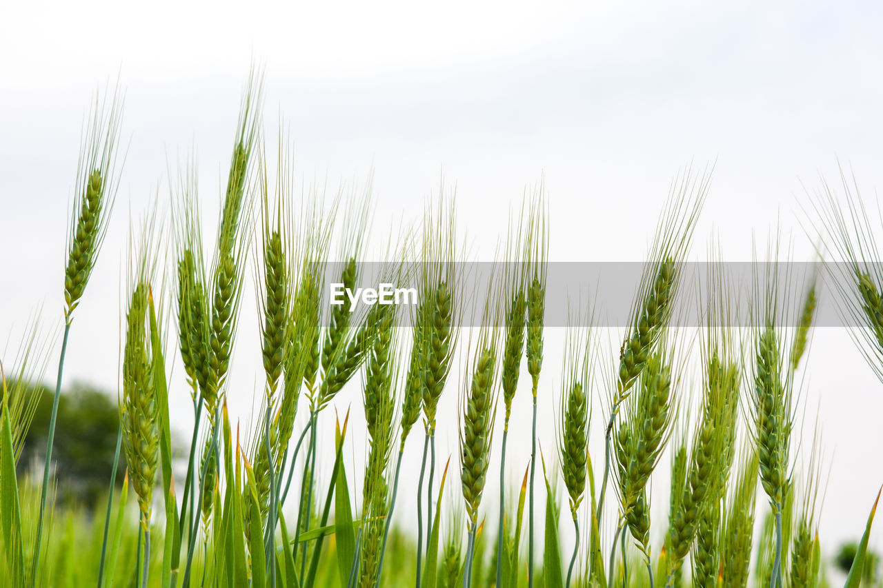 Close up of young green wheat on the field