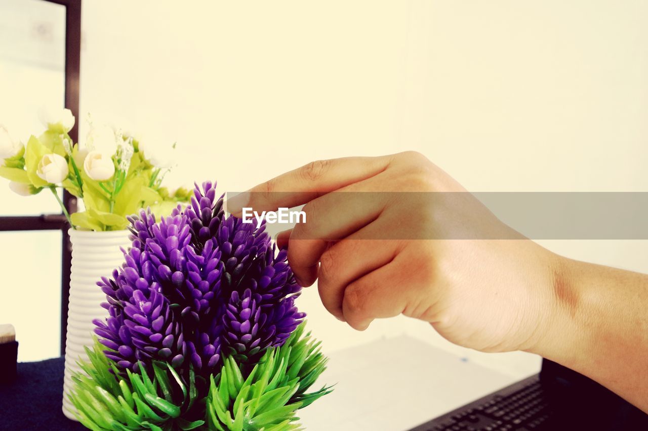 CLOSE-UP OF HUMAN HAND HOLDING PURPLE FLOWER