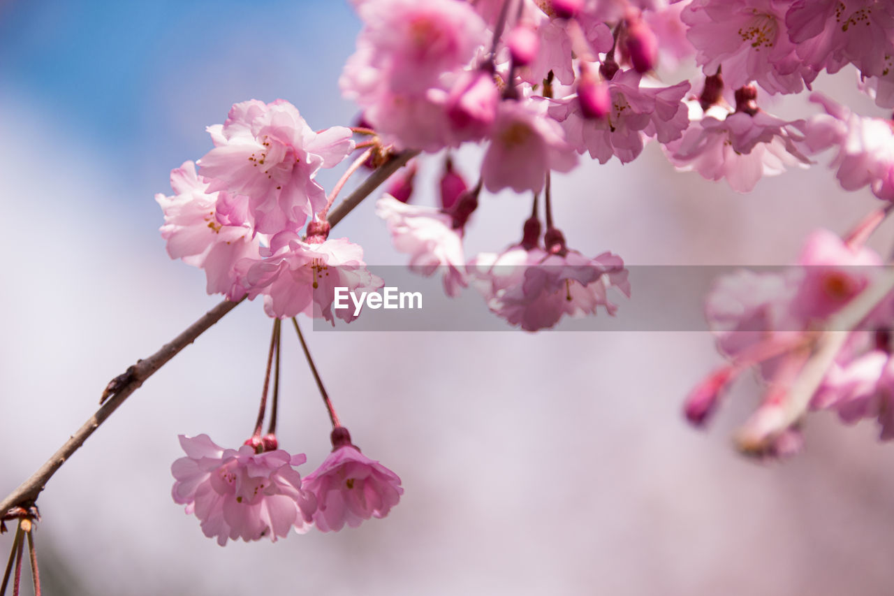 Pink cherry blossom at philosopher's path