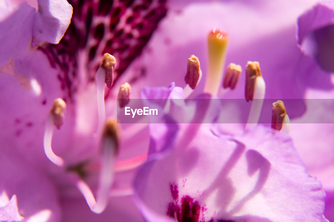 flower, flowering plant, plant, beauty in nature, freshness, fragility, nature, pink, blossom, close-up, petal, growth, flower head, springtime, macro photography, purple, inflorescence, no people, pollen, selective focus, macro, outdoors, stamen, botany, backgrounds, softness, vibrant color, sunlight, summer, environment, extreme close-up, focus on foreground, food, scented, spring
