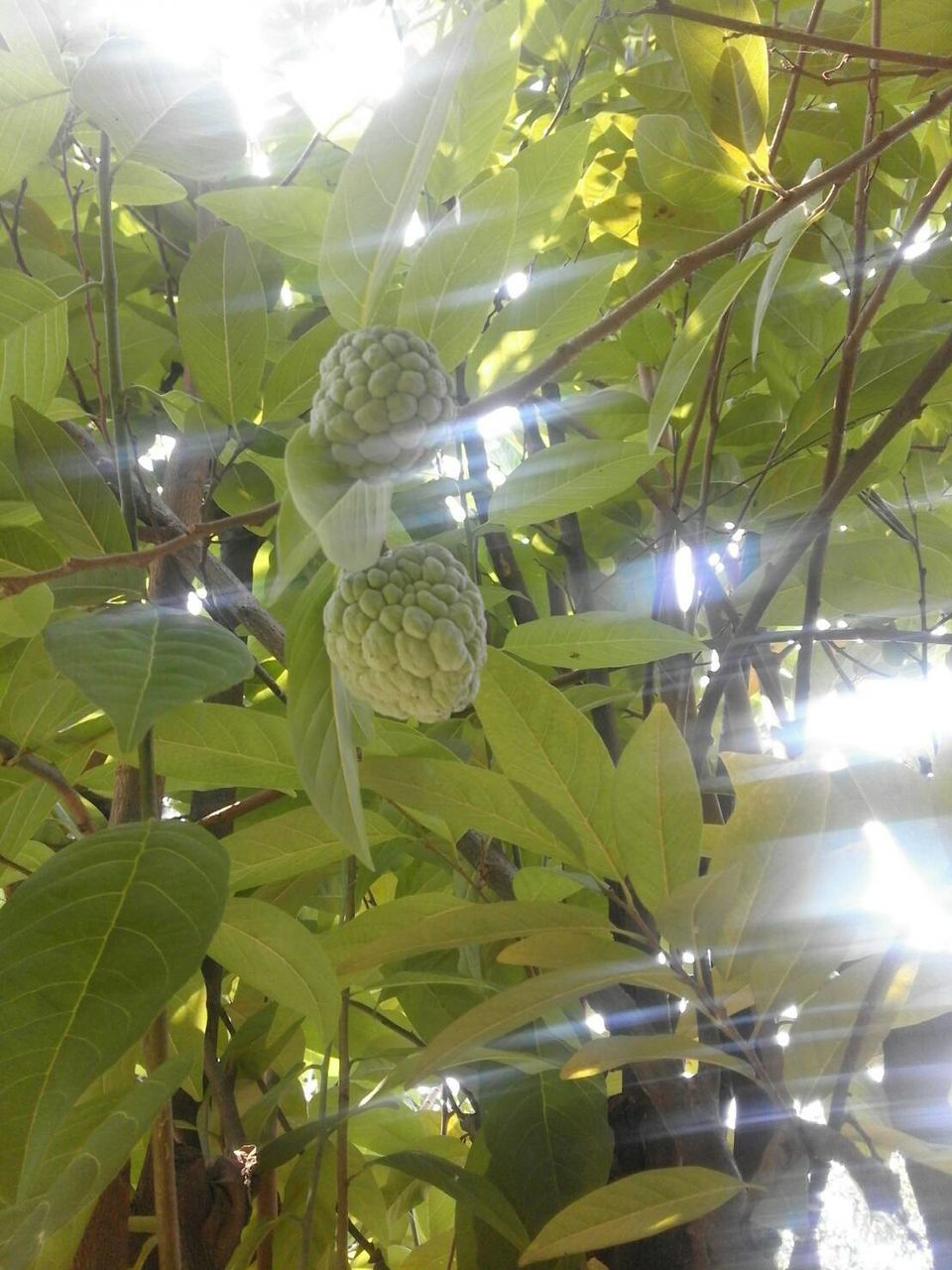 LOW ANGLE VIEW OF TREES AND LEAVES