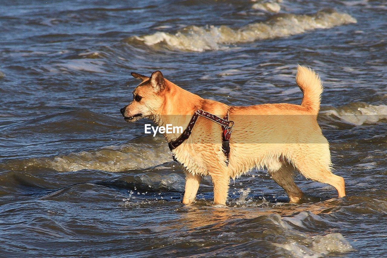 Dog on beach