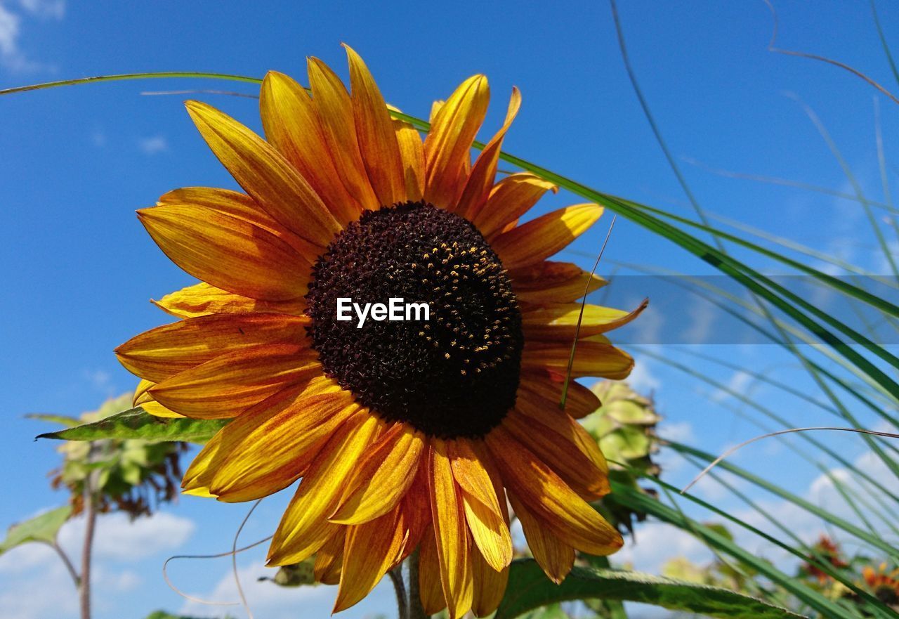 CLOSE UP OF SUNFLOWER