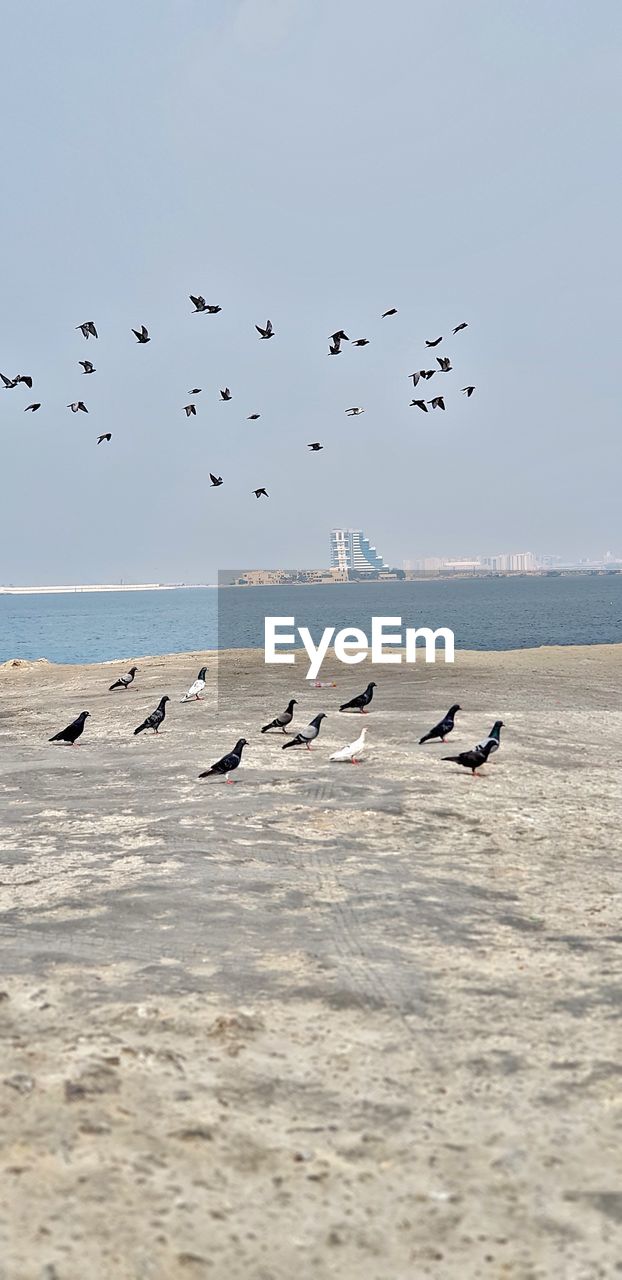 FLOCK OF BIRDS FLYING OVER SEA