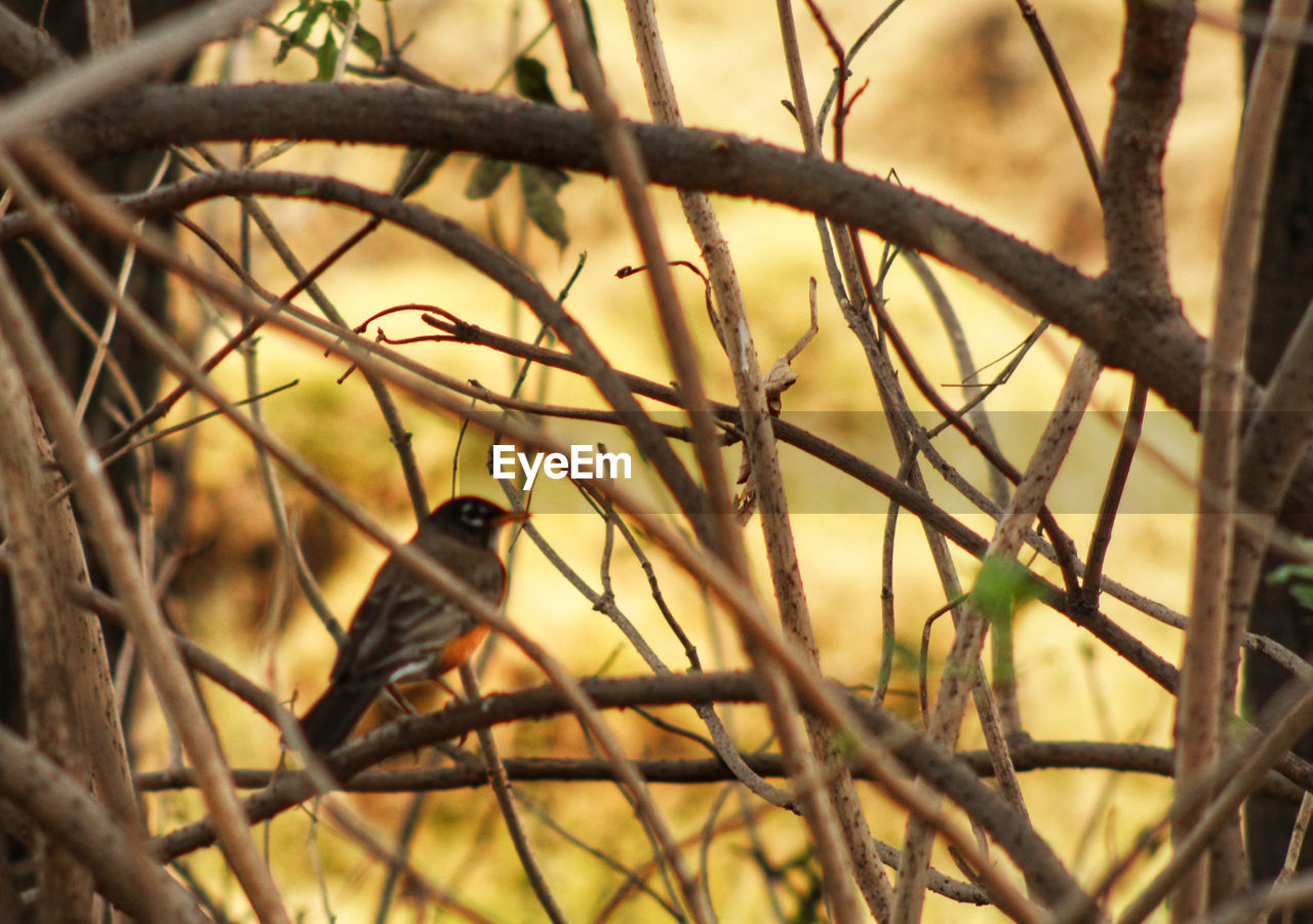 CLOSE-UP OF BIRD PERCHING ON BRANCHES