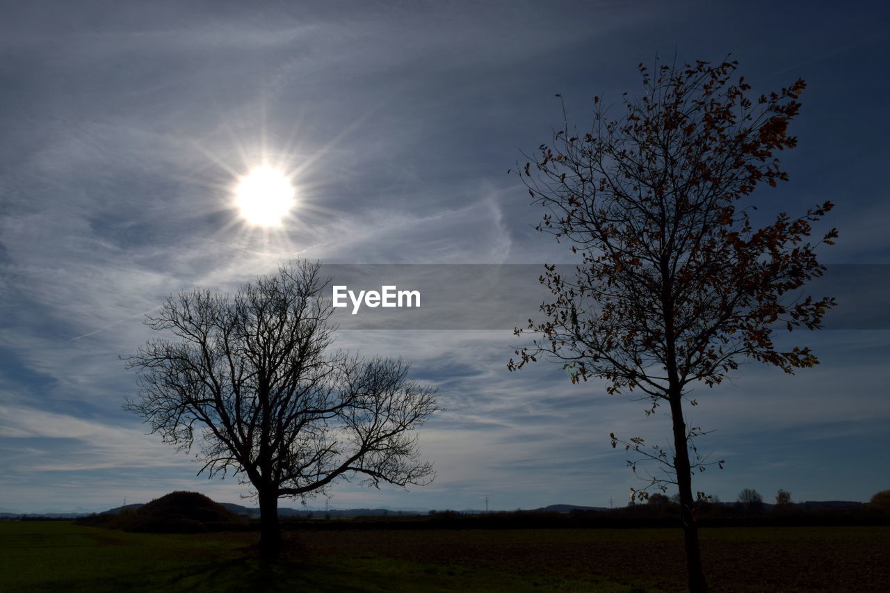 LOW ANGLE VIEW OF BARE TREE AGAINST SKY