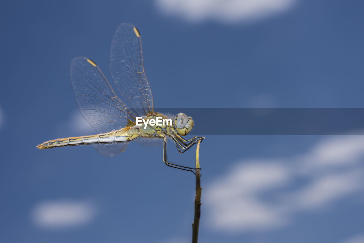 CLOSE-UP OF DRAGONFLY