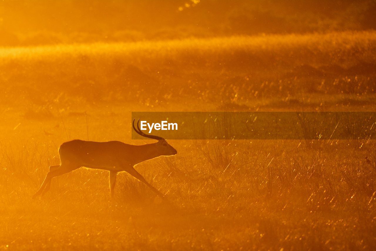 Lechwe on grass during sunset