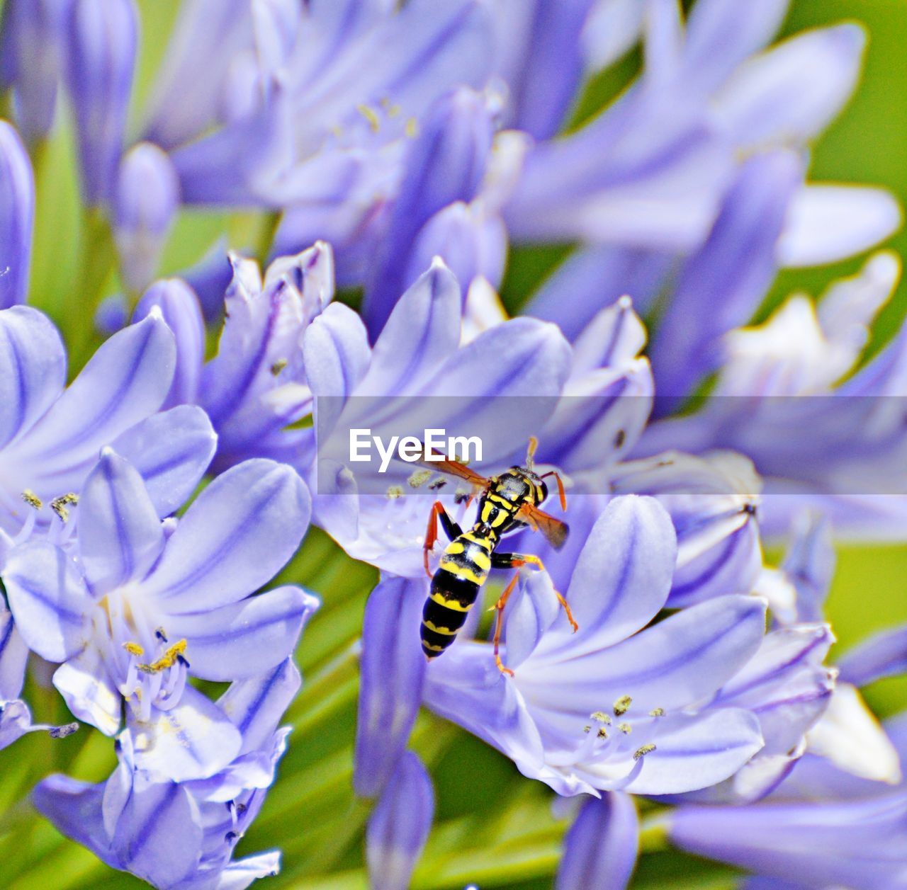 flower, flowering plant, plant, beauty in nature, animal themes, animal, freshness, animal wildlife, insect, fragility, close-up, wildlife, petal, nature, purple, one animal, flower head, growth, bee, no people, macro photography, blossom, macro, focus on foreground, springtime, pollination, outdoors, honey bee, lilac, day, wildflower, inflorescence, selective focus