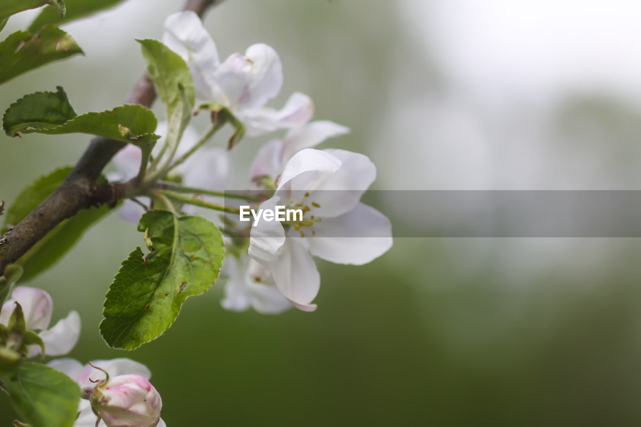 plant, flower, flowering plant, freshness, beauty in nature, fragility, blossom, branch, nature, springtime, close-up, tree, growth, macro photography, flower head, petal, white, inflorescence, no people, produce, plant part, focus on foreground, leaf, botany, green, food and drink, outdoors, fruit tree, food, selective focus, fruit, twig, day, environment, pink, pollen, bud, apple tree, apple blossom, softness