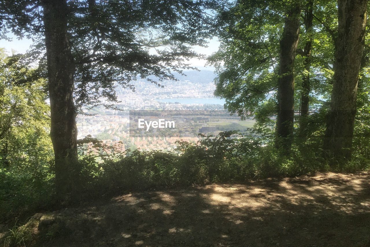 Trees on landscape