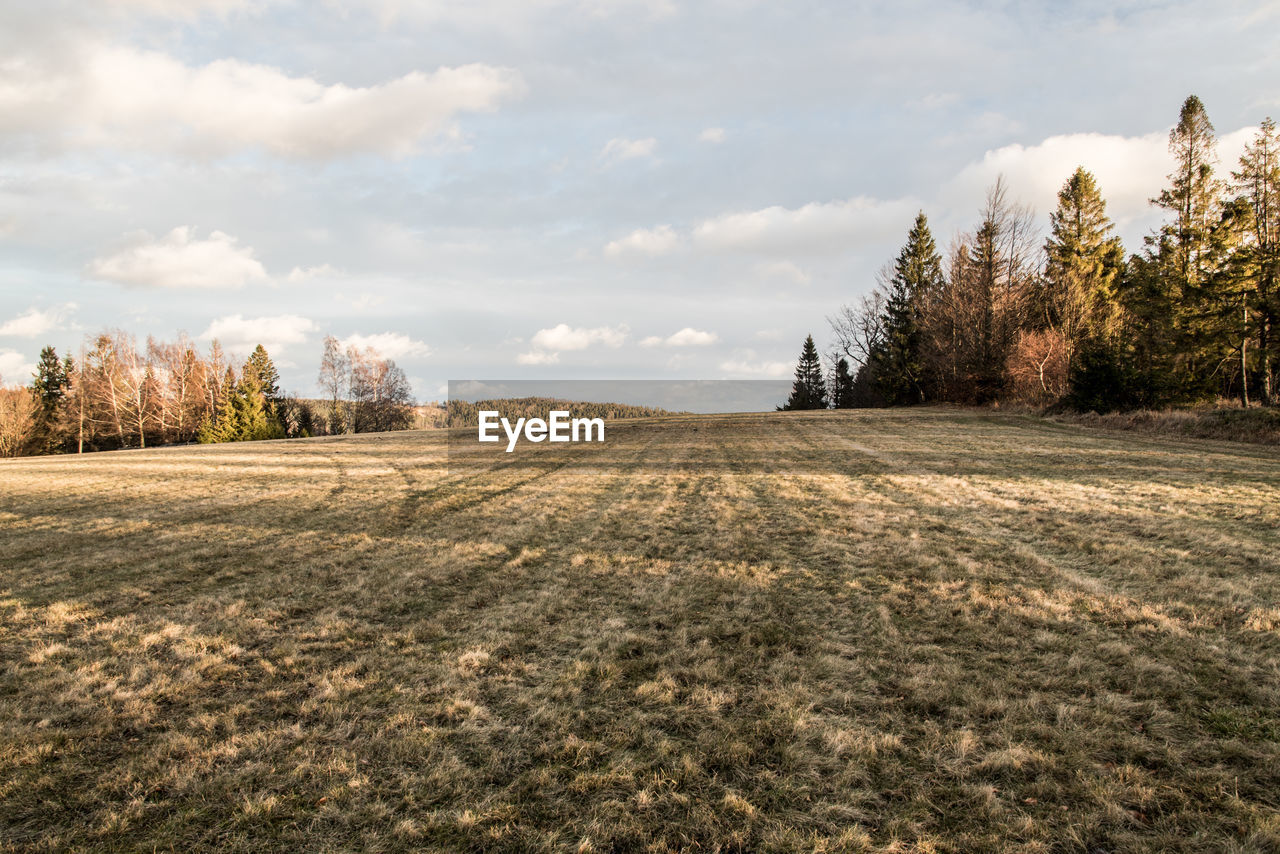 Trees on field against sky