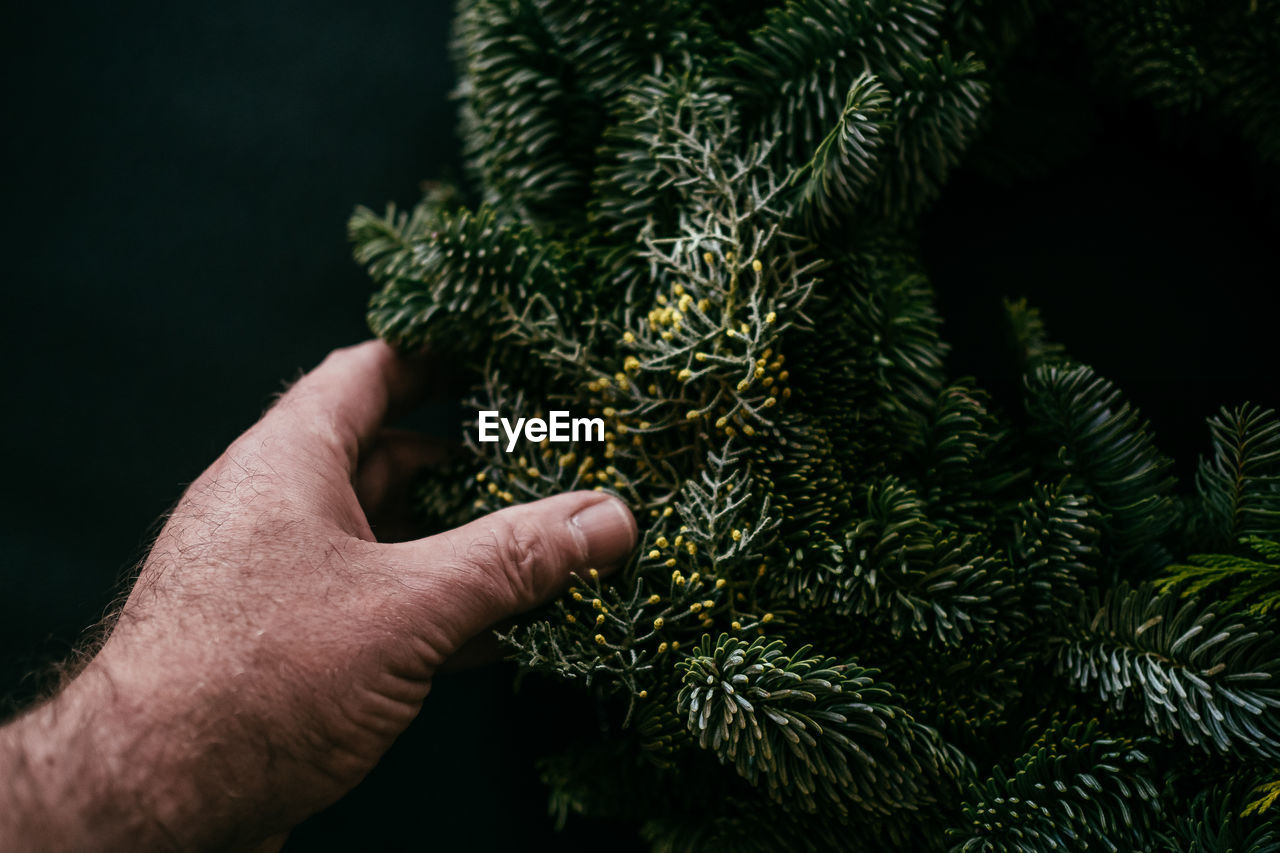 Cropped hand of man holding christmas tree against black background