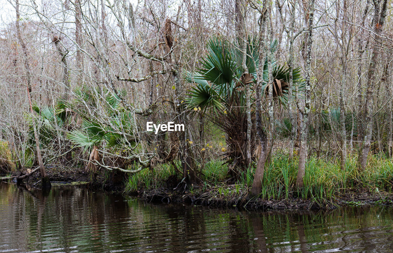 PLANTS IN FOREST