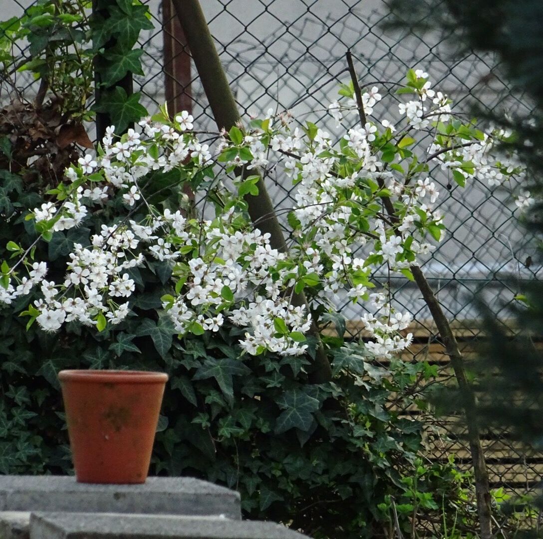 FLOWER PLANTS AND TREES