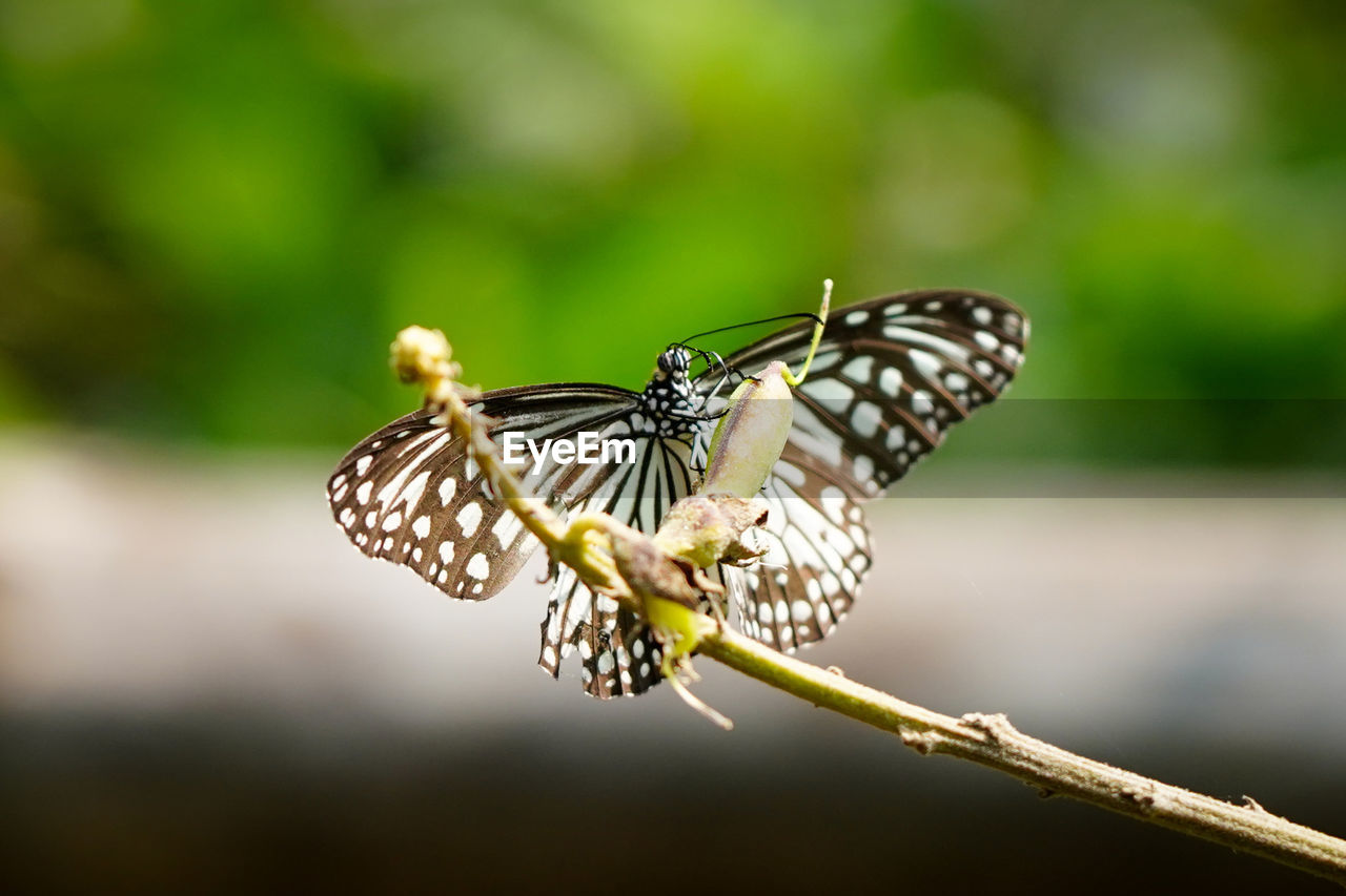 BUTTERFLY POLLINATING FLOWER