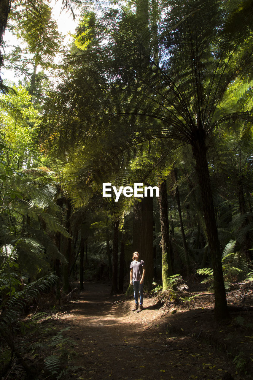 Rear view of woman standing amidst trees in forest