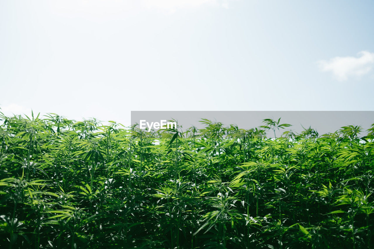 Cultivated field of cannabis, weed faming
