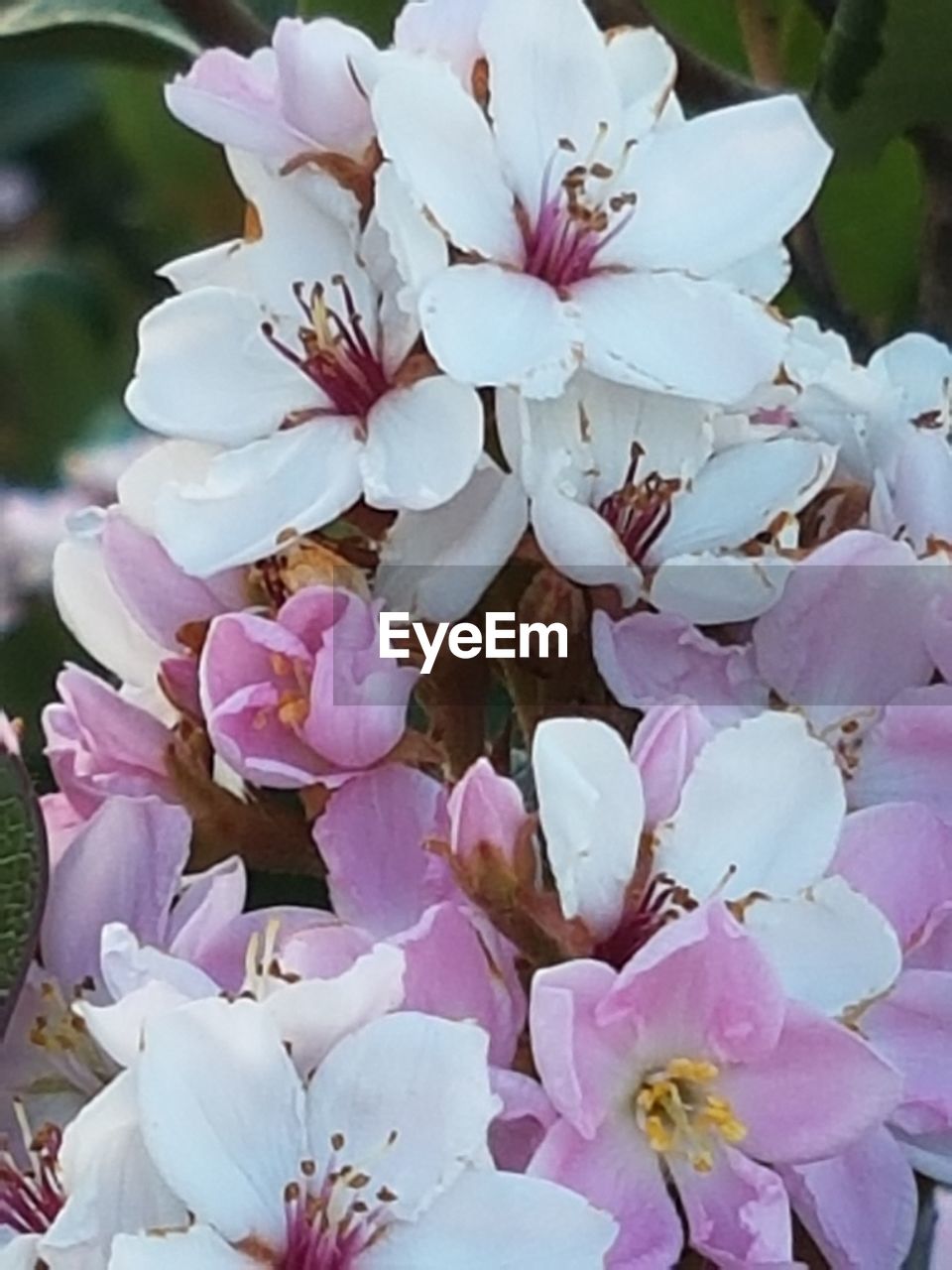 CLOSE-UP OF FRESH PINK FLOWERING PLANT