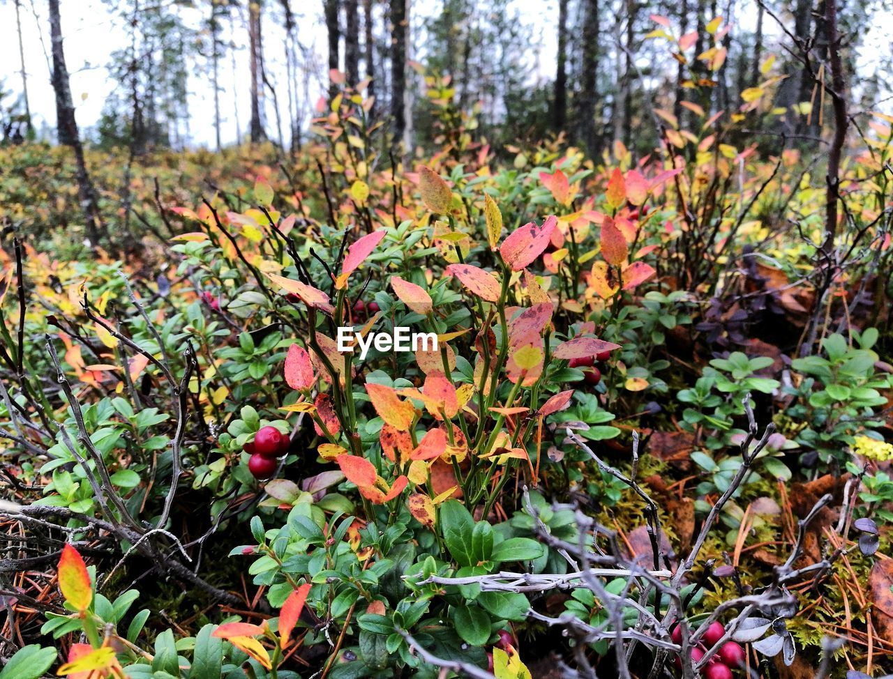 CLOSE-UP OF FRESH PLANTS IN FOREST