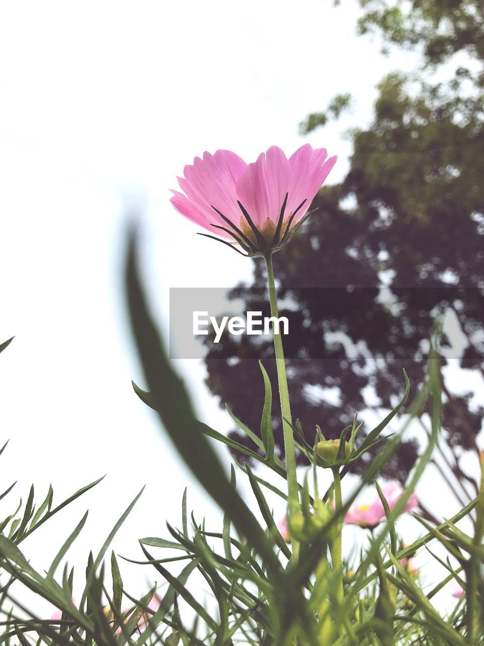 CLOSE-UP OF PINK FLOWERS AGAINST SKY