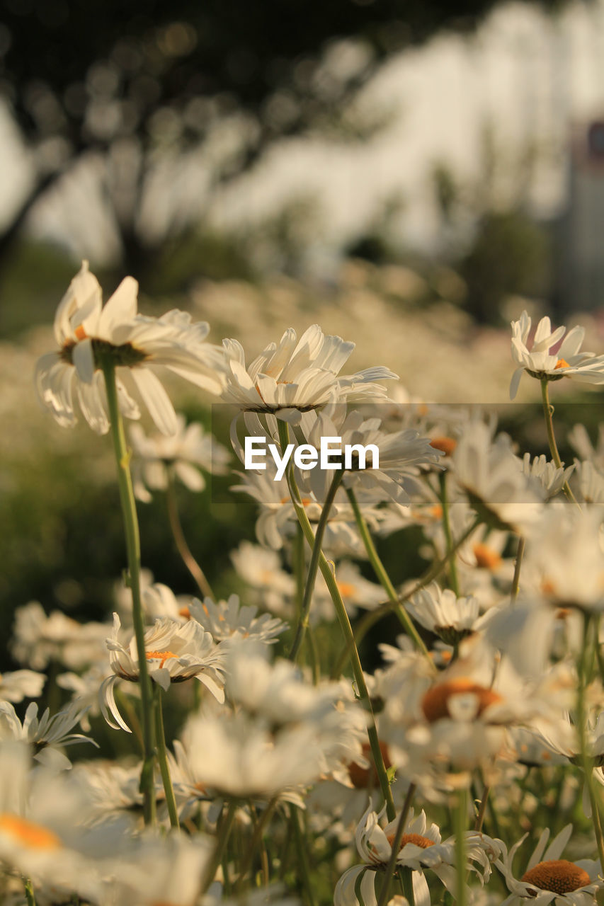 plant, flower, flowering plant, beauty in nature, nature, freshness, growth, blossom, close-up, no people, selective focus, fragility, wildflower, focus on foreground, grass, outdoors, springtime, day, white, macro photography, flower head, meadow, sunlight, botany, inflorescence, field, environment, land