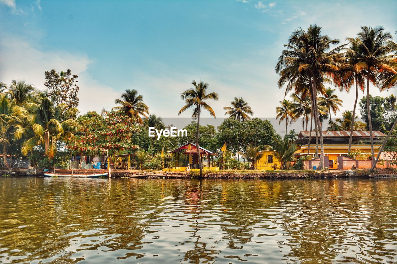 Scenic view of palm trees against sky