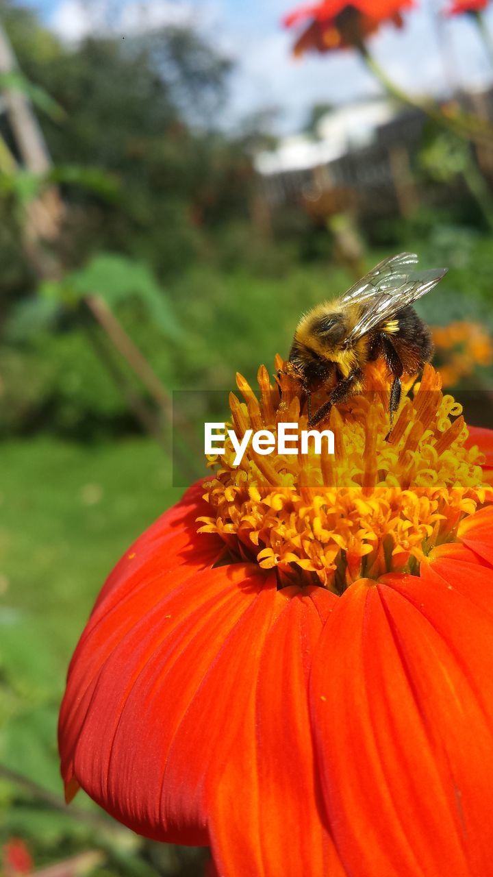 CLOSE-UP OF BEE ON YELLOW FLOWER