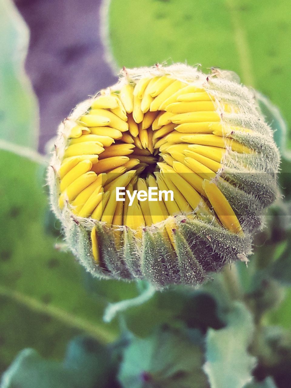 Close-up of yellow flower