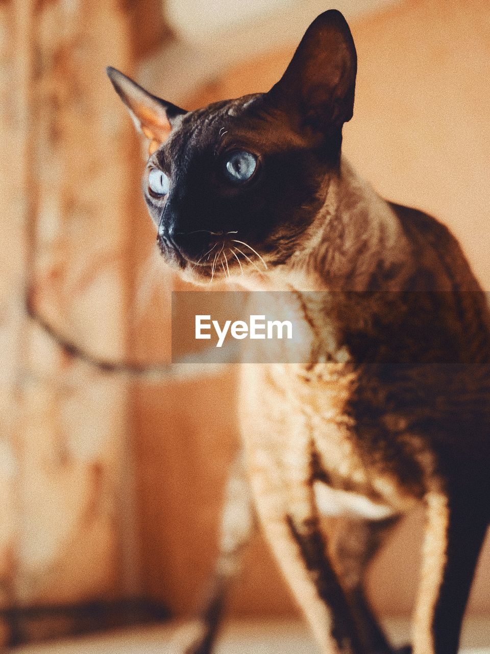 CLOSE-UP OF CAT LOOKING AWAY WHILE SITTING