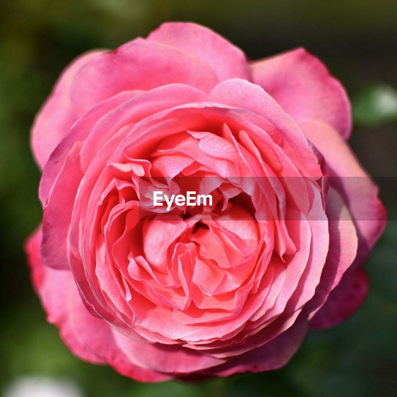 Close-up of pink rose