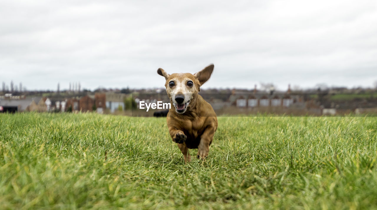 PORTRAIT OF DOG RUNNING ON FIELD