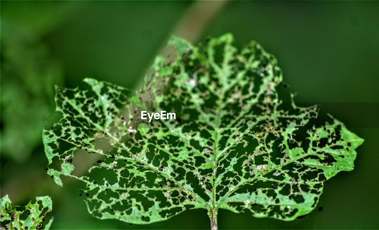 Close-up of green leaves eaten by insects