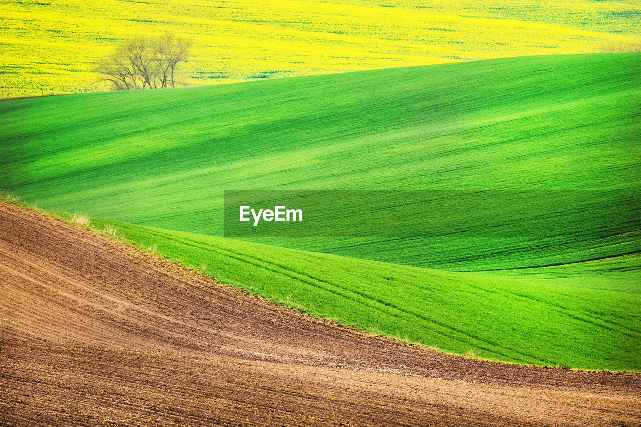 Scenic view of grassy hill