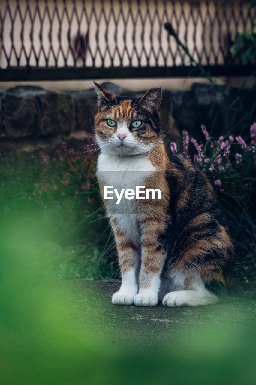 pet, animal, animal themes, mammal, domestic animals, cat, one animal, domestic cat, feline, whiskers, grass, portrait, small to medium-sized cats, no people, looking at camera, felidae, sitting, plant, kitten, flower, green, selective focus, day, front or back yard